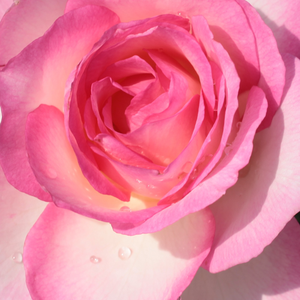 Поръчка на рози - Чайно хибридни рози  - бяло - розов - Pоза Турмалин - среден аромат - Джордж Делбард - Розови венчелистчета,осигуряват елегантен вид цветята